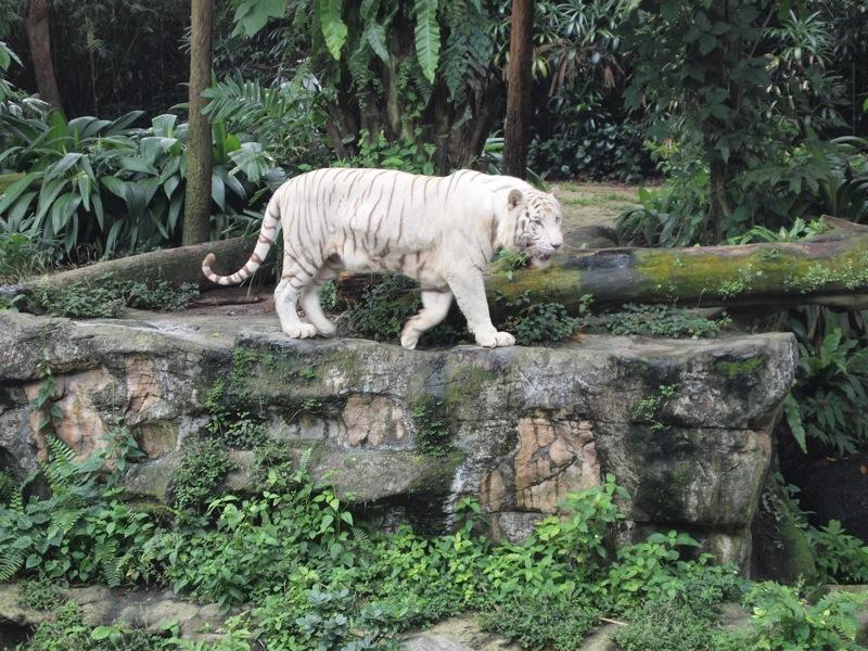 tigre blanc
