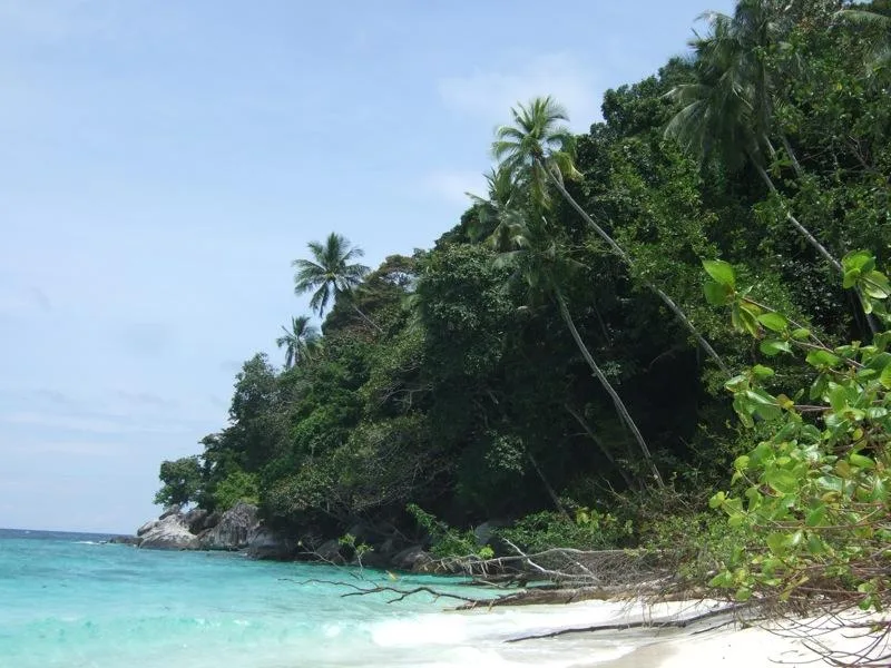 plage Tioman Plage tropicale bordée de cocotiers en Malaisie