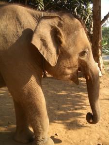 éléfant éléfant