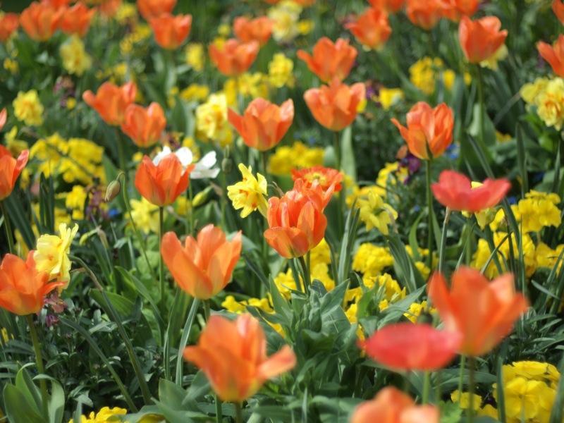Tulipes Les 19 mois de Ticoeur au rythme des cloches de Pâques