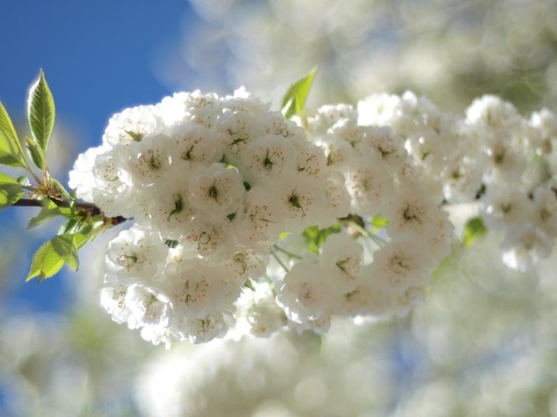 cerisier en fleur blanc