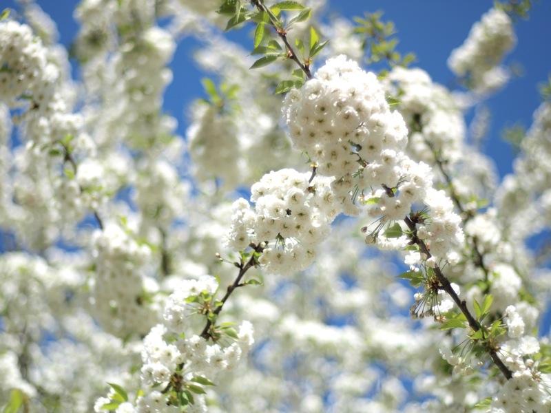 Cerisiers en fleurs… loin du Japon