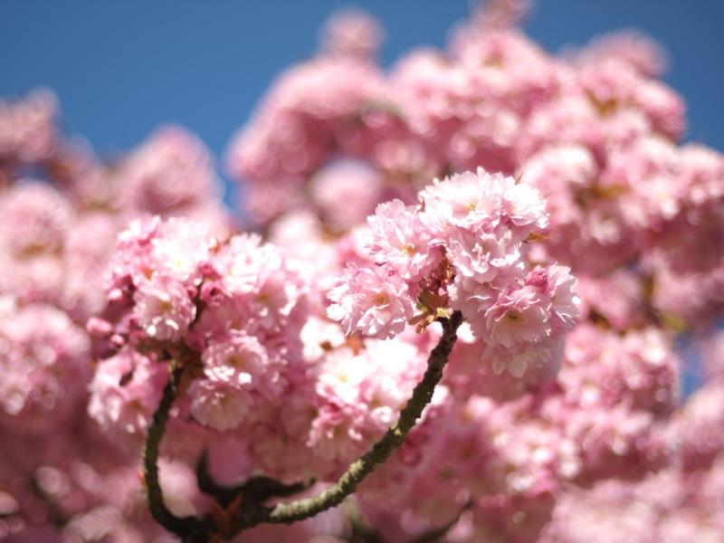 cerisier en fleur rose