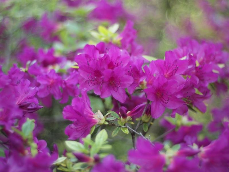 fleurs Garde partagée : déjà 1 an !