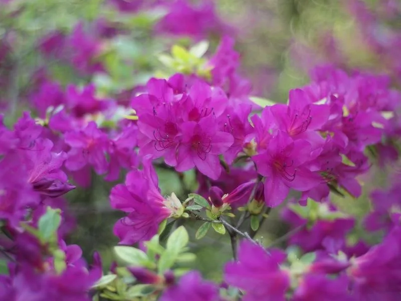 fleurs Garde partagée : déjà 1 an !