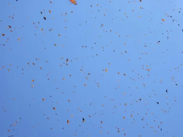 Des centaines de papillons volent dans un ciel bleu clair