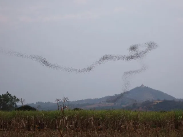 Volée d'oiseaux formant un large motif au-dessus d'une colline
