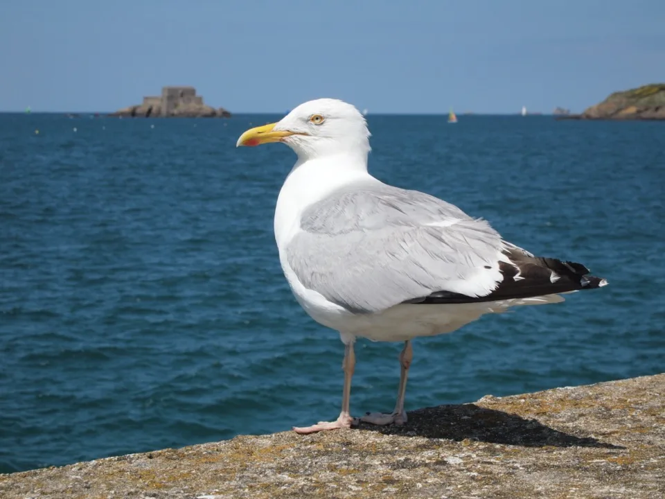 Saint Malo avec bébé