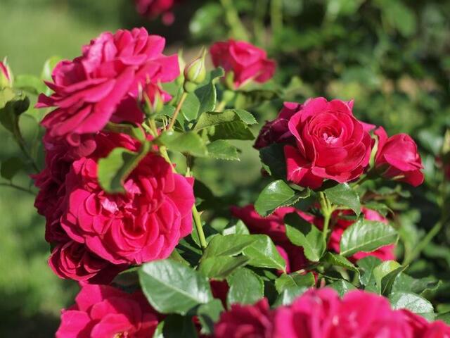roses 21 mois !