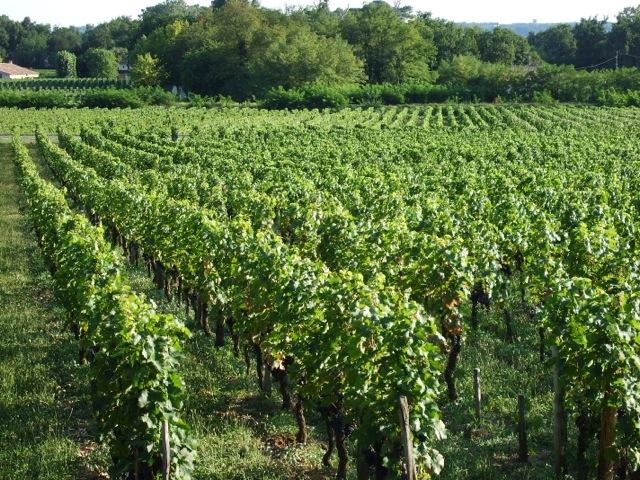 De retour de Sarlat et Saint Emilion
