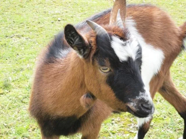 Chèvre brune et blanche dans une prairie