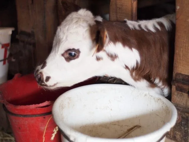 Veau normand buvant dans un seau
