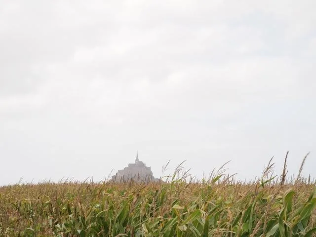 Le Mont Saint-Michel au loin au-delà d'un champ de maïs