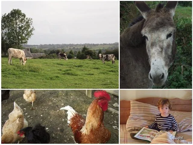 Week-end dans la Manche : séjour à la ferme