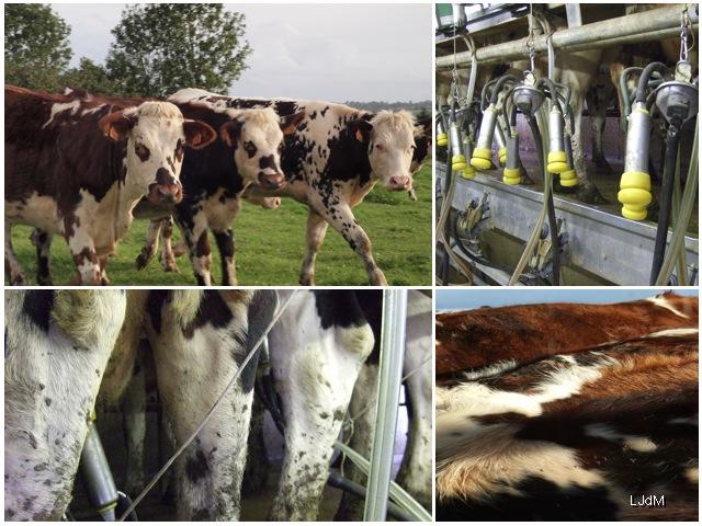 traite Week-end dans la Manche : séjour à la ferme