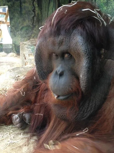 ourang outan Visite du Zoo de Beauval