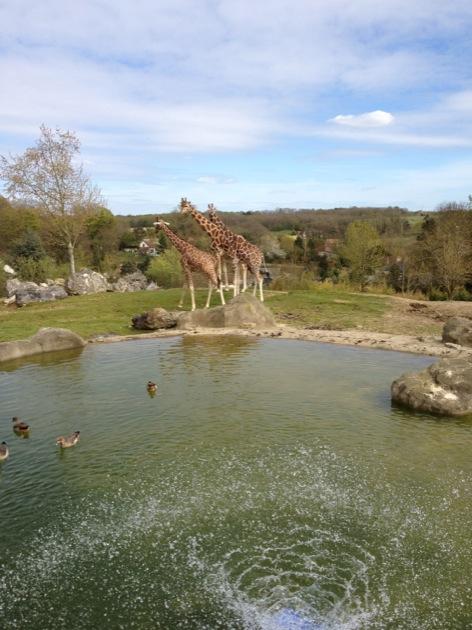 girafe Visite du Zoo de Beauval