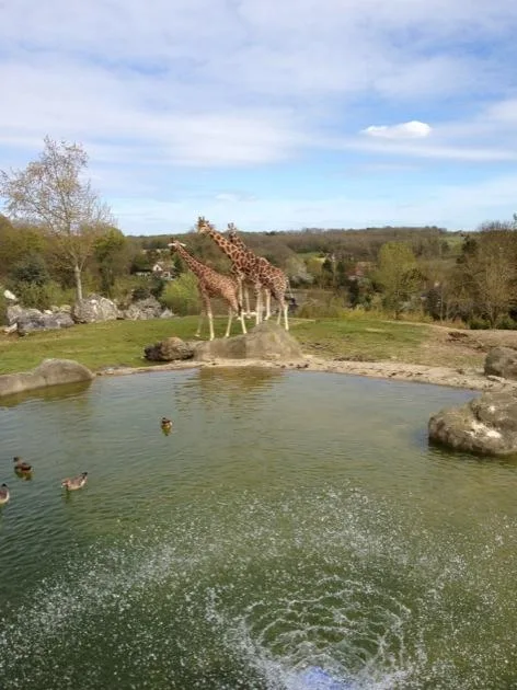 girafe Visite du Zoo de Beauval