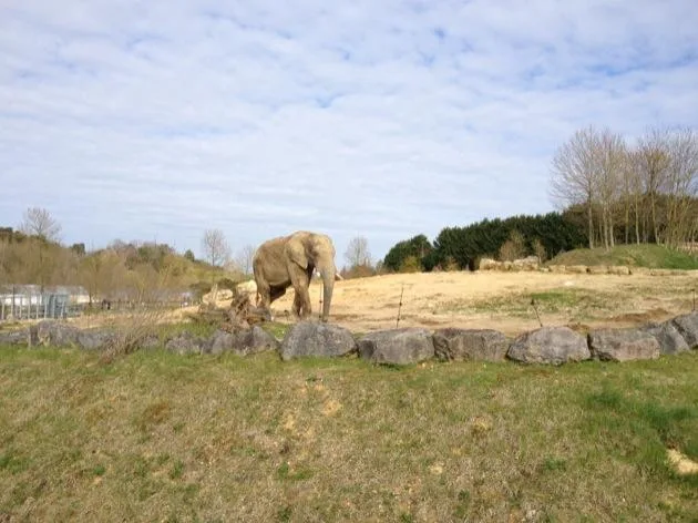 éléphant Visite du Zoo de Beauval
