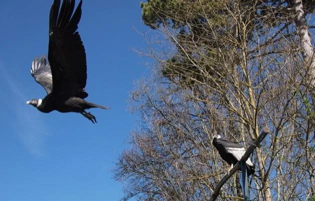 rapace Visite du Zoo de Beauval