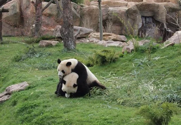 panda Visite du Zoo de Beauval