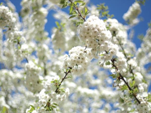 Instant T japonais : les cerisiers en fleurs