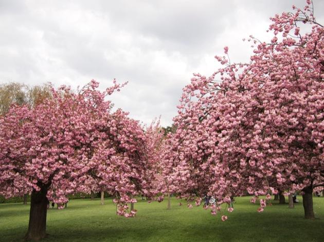 Instant T japonais : les cerisiers en fleurs