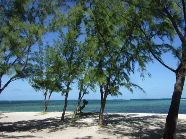 Filaos ombrageant le sable blanc de la plage du Morne