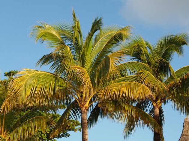cocotiers L'hôtel Le Canonnier, île Maurice