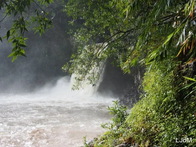 Bassin de la paix Cascade dans une forêt tropicale à La Réunion