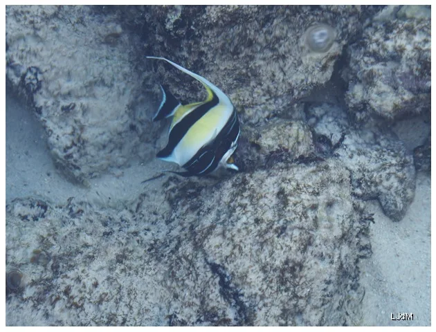 Poisson idole maure nageant au-dessus du corail à Maurice