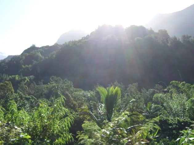 soleil Végétation tropicale ensoleillée sous les montagnes de l'île de la Réunion