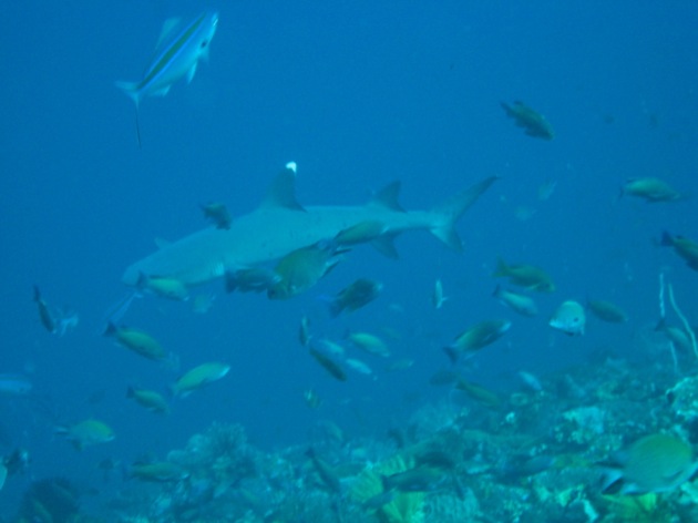 A la rencontre des requins...