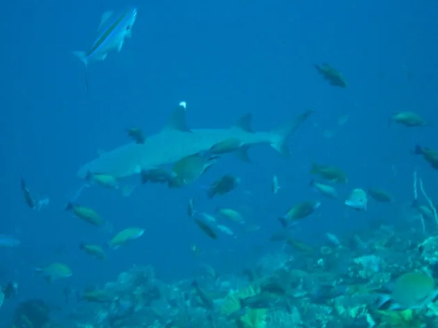 pointe blanche A la rencontre des requins...