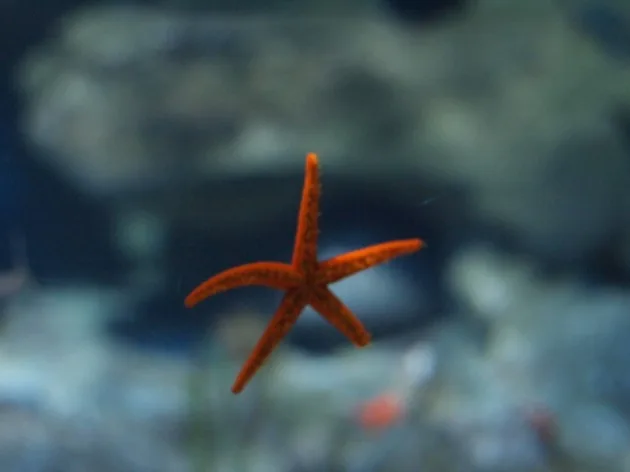 etoile de mer A la rencontre des requins...