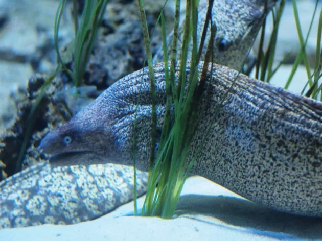 murène A la rencontre des requins...