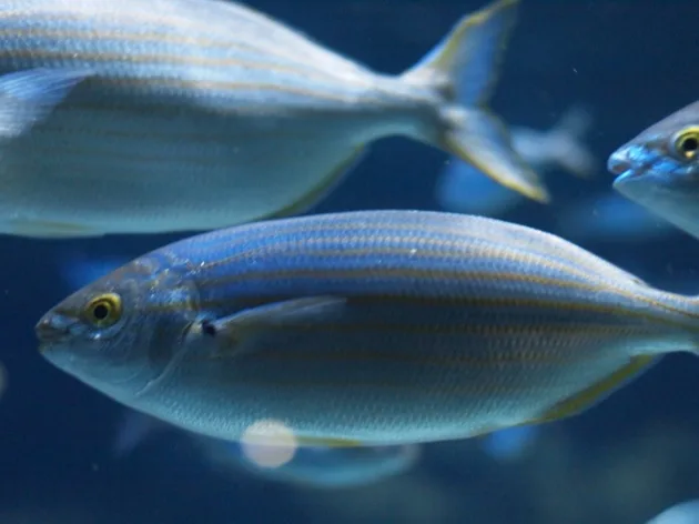 poisson A la rencontre des requins...