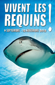A la rencontre des requins...