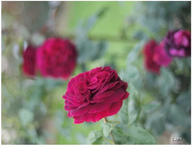roses Rose rose foncé reflétée dans un miroir