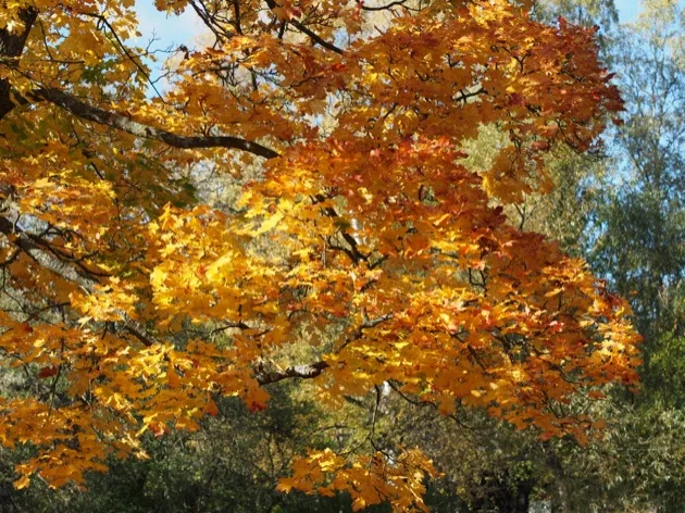automne Week-end à Stockholm avec les enfants