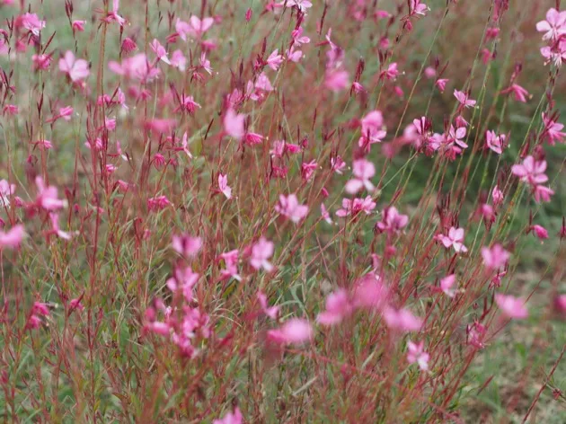 fleurs Le difficile choix du temps partiel