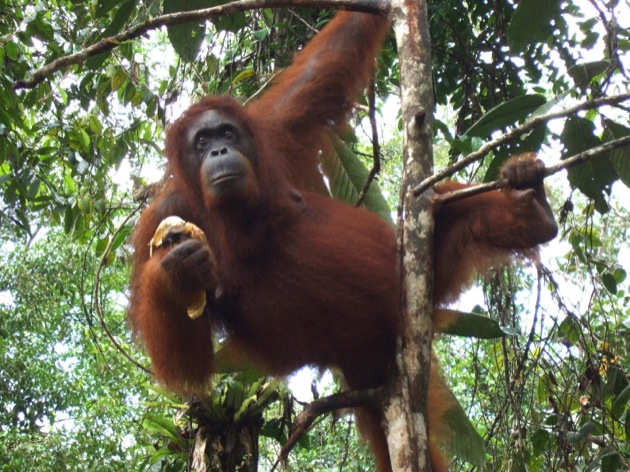 orang outan borneo