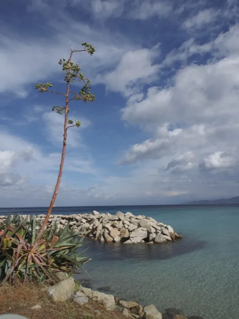 Mer ile rousse Agave au bord d'une plage rocheuse corse