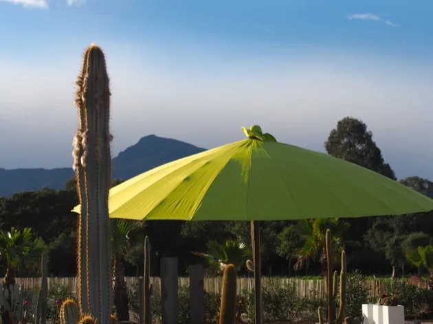 parc Cactus et parasol dans un jardin corse