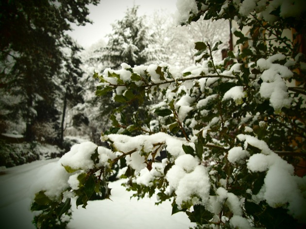 sapin_foret Mes Souvenirs de Vacances #23