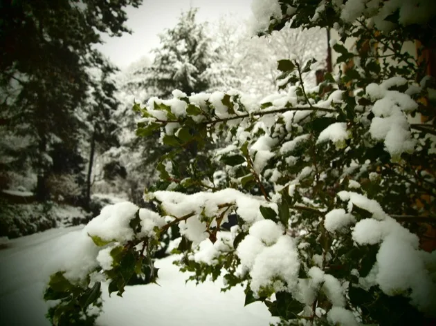 sapin_foret Mes Souvenirs de Vacances #23