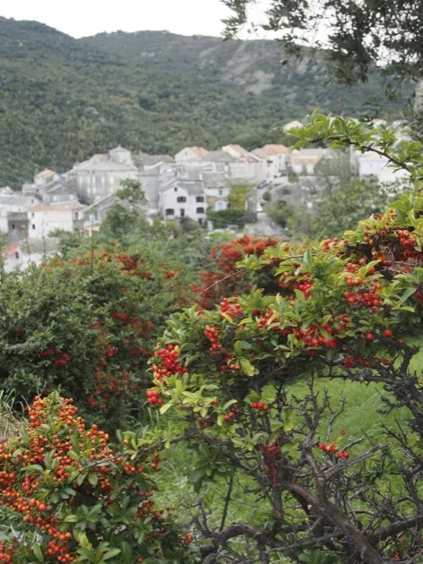 village corse Village de montagne entouré d'arbres à fruits rouges en Corse