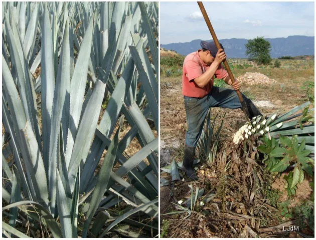 Des plants d'agave récoltés au Mexique