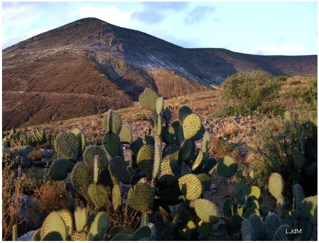 desert_Mexique