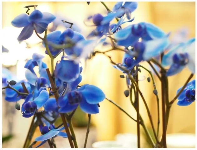 fleurs_bleues